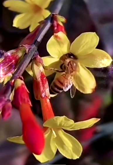 春花象征着春花，春花象征着什么意义？