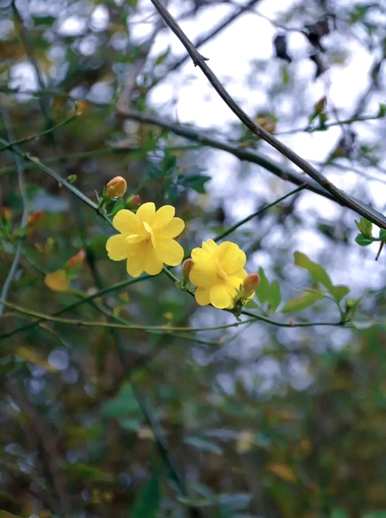 春花象征着春花，春花象征着什么意义？