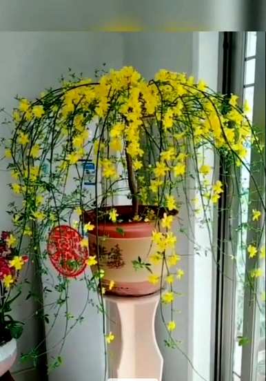 春花象征着春花，春花象征着什么意义？