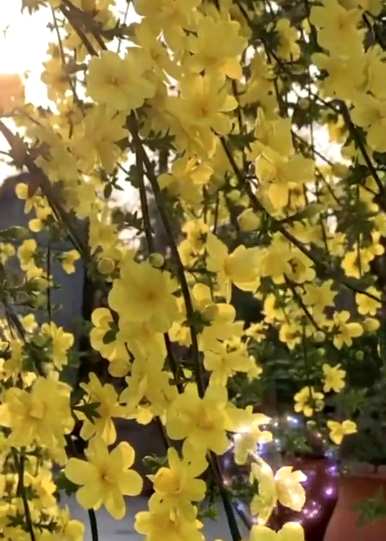 春花象征着春花，春花象征着什么意义？