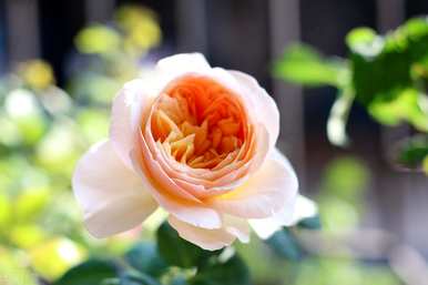 月季花金丝雀品种有哪些？月季花品种有哪些？