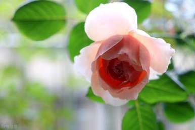 月季花金丝雀品种有哪些？月季花品种有哪些？