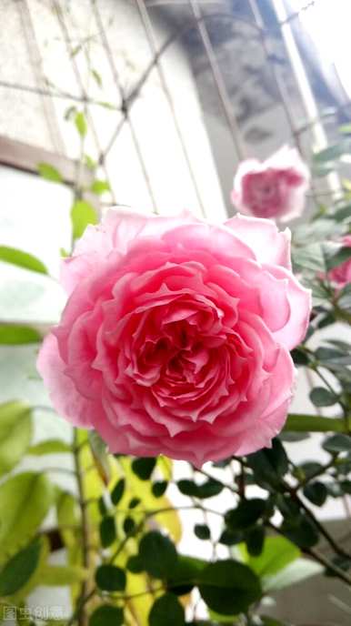 月季花金丝雀品种有哪些？月季花品种有哪些？