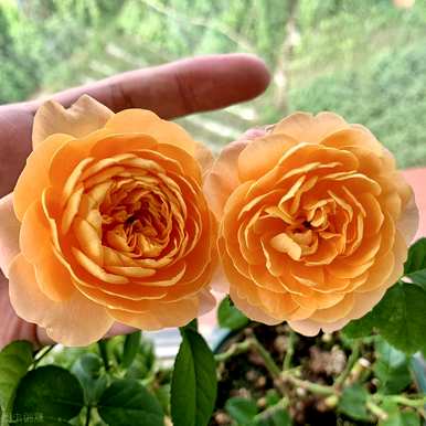 月季花金丝雀品种有哪些？月季花品种有哪些？