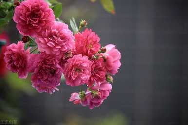 月季花金丝雀品种有哪些？月季花品种有哪些？