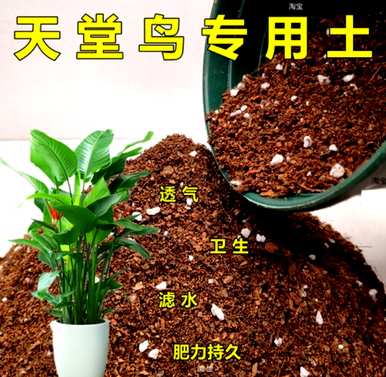 如何培育天堂鸟，如何培育天堂鸟的盆土