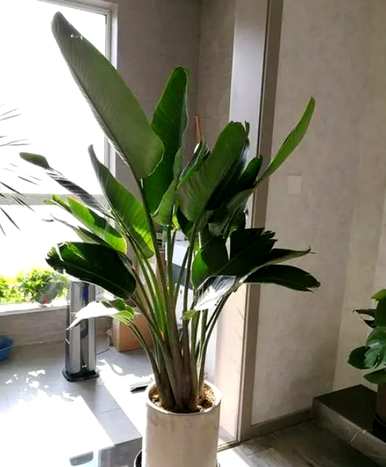 如何培育天堂鸟，如何培育天堂鸟的盆土