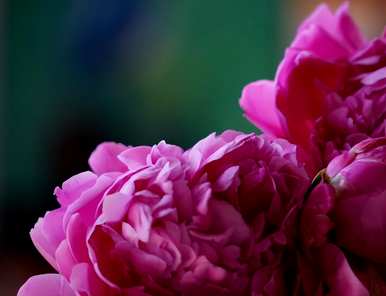 牡丹花什么时候种，牡丹花能种在院子里吗？
