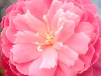 夏天怎么养茶花？茶花夏天能开花吗？