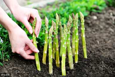 芦笋可以在11月播种吗？芦笋种子什么时候播种？
