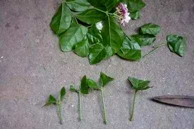 如何扦插非洲茉莉，如何扦插非洲茉莉