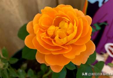 月季花什么品种最好，月季花什么品种最好？