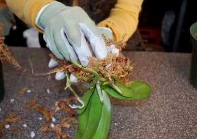 蝴蝶兰花梗的催芽繁殖方法是什么？蝴蝶兰的繁殖方法是什么？