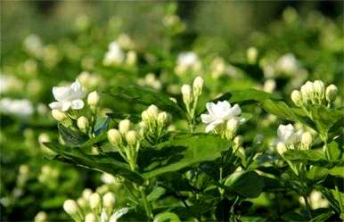茉莉花怎么养，茉莉花怎么养，茉莉花怎么养