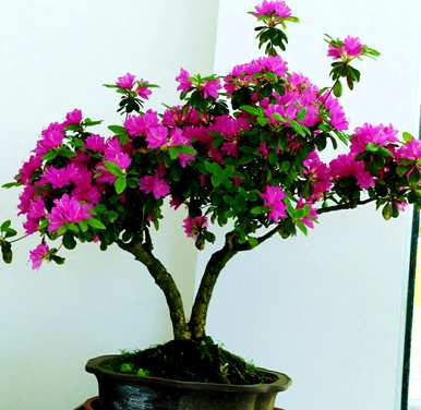 盆栽杜鹃花怎么养，盆栽杜鹃花怎么养最好？