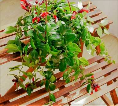 口红吊兰开花有香味吗？口红吊兰怎么开花？