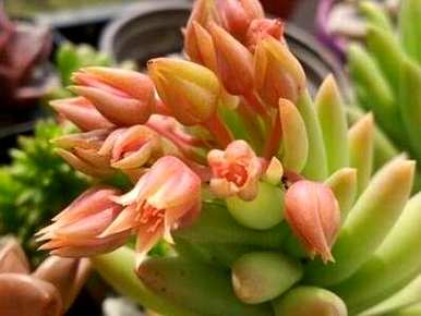 多肉植物火祭养殖，多肉植物如何养殖