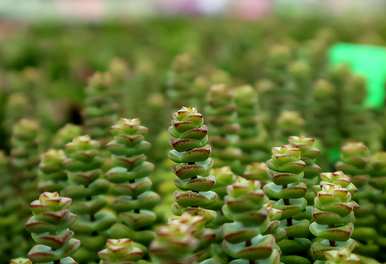 怎样养植物钱串，发财树钱串怎样养？