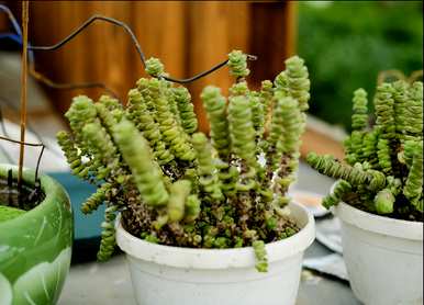 怎样养植物钱串，发财树钱串怎样养？