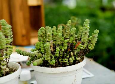 怎样养植物钱串，发财树钱串怎样养？