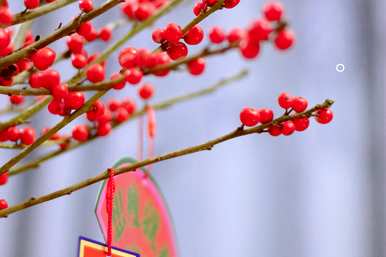 北美冬青种植基地，如何种植北美冬青
