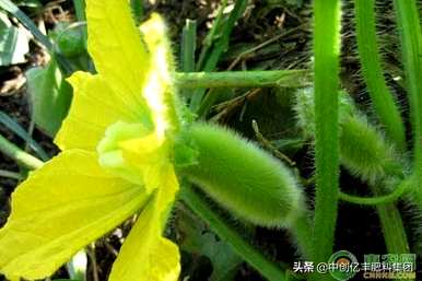 冬瓜怎么种，大棚冬瓜怎么种？