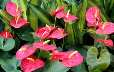 如何饲养植物红掌，如何饲养红掌花