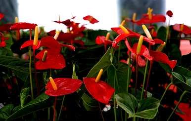 如何饲养植物红掌，如何饲养红掌花