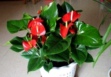 如何饲养植物红掌，如何饲养红掌花