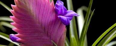 紫花菠萝怎么养殖，紫花菠萝怎么催花？
