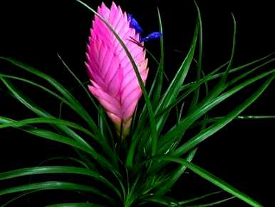 紫花菠萝怎么养殖，紫花菠萝怎么催花？