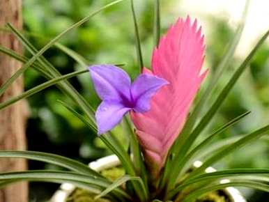 紫花菠萝怎么养殖，紫花菠萝怎么催花？