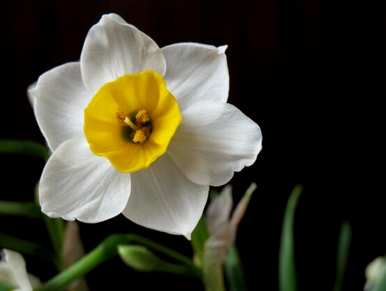 什么是水仙花花语，什么是水仙花花语？