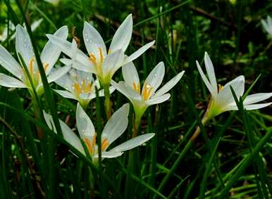 什么是水仙花花语，什么是水仙花花语？