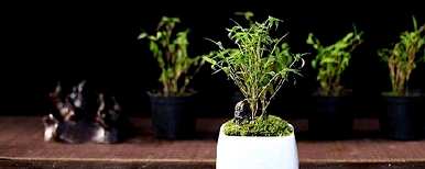 如何维护竹盆景？竹盆景屋能种植吗？
