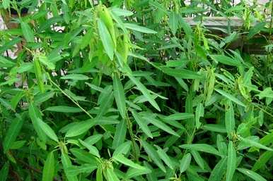 奇妙的植物有哪些二年级，奇妙的植物有哪些？