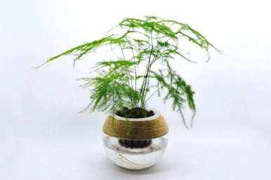 文竹盆栽超大，文竹盆栽怎么养？