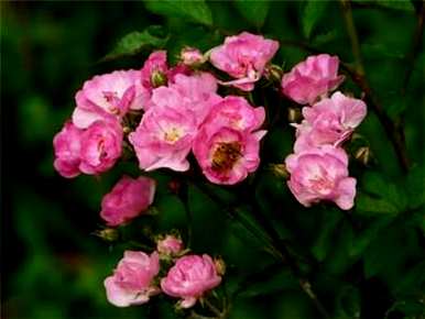月季花苗怎么栽培，月季花苗怎么栽培？