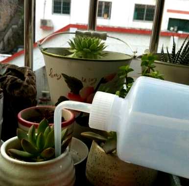 多肉植物如何饲养，多肉植物如何维护龙泉驿区
