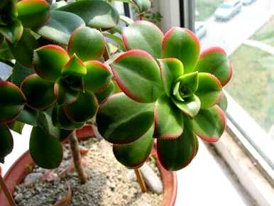 多肉植物如何饲养，多肉植物如何维护龙泉驿区