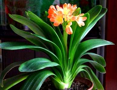 君子兰花每年同时开花吗？如何每年养君子兰开花？
