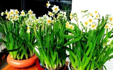 水仙花什么时候开始水培，什么时候开水仙花