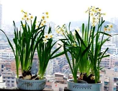水仙花什么时候开始水培，什么时候开水仙花