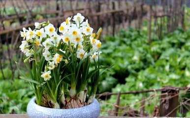 水仙花什么时候开始水培，什么时候开水仙花