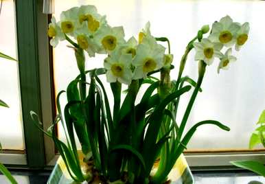 水仙花什么时候开始水培，什么时候开水仙花