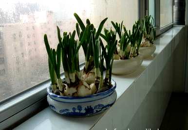水仙花什么时候开始水培，什么时候开水仙花