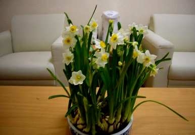 水仙花什么时候开始水培，什么时候开水仙花