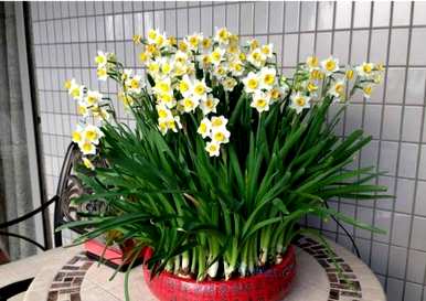 水仙花什么时候开始水培，什么时候开水仙花
