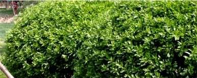 如何种植冬青树种子，如何种植冬青树种子