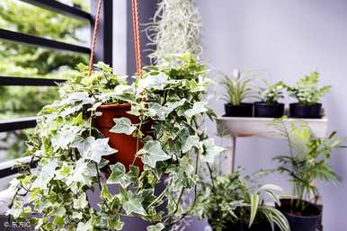 哪种绿植净化空气最好，哪种绿植净化空气最好？
